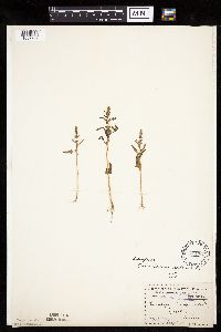 Chenopodium rubrum image