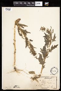 Chenopodium rubrum image