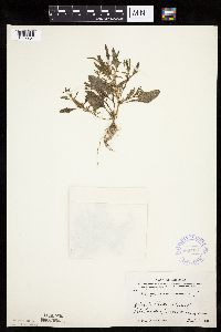Chenopodium rubrum image