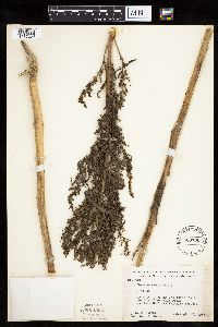 Chenopodium rubrum image