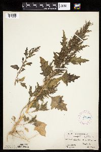 Chenopodium rubrum image