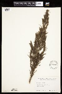 Chenopodium rubrum image