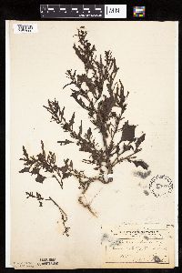 Chenopodium rubrum image