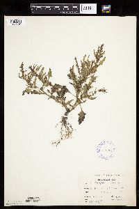Chenopodium rubrum image