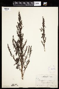 Chenopodium rubrum image
