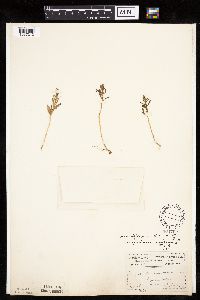 Chenopodium rubrum image