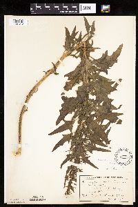 Chenopodium rubrum image