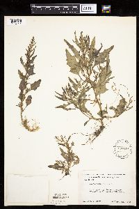 Chenopodium rubrum image