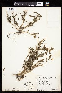 Chenopodium rubrum image