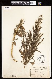 Chenopodium rubrum image