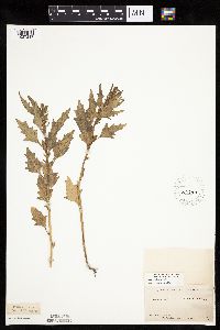 Chenopodium rubrum image