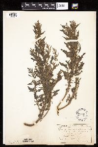 Chenopodium rubrum image