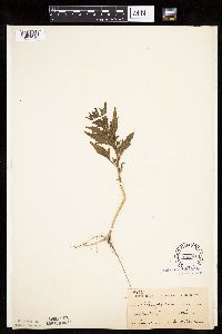 Chenopodium rubrum image