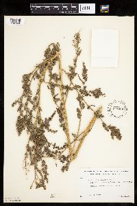 Chenopodium rubrum image