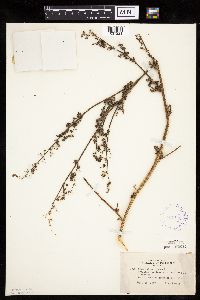 Chenopodium rubrum image