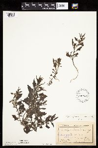 Chenopodium rubrum image