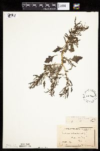 Chenopodium rubrum image