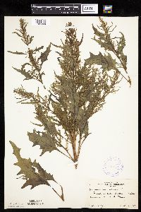 Chenopodium rubrum image