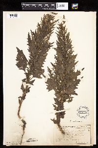 Chenopodium rubrum image