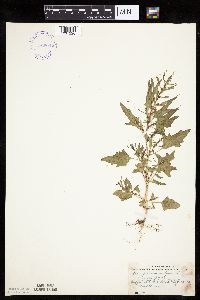 Chenopodium rubrum image