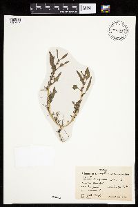 Chenopodium rubrum image