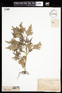 Chenopodium rubrum image