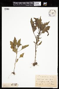 Chenopodium rubrum image