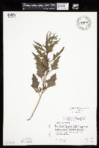 Chenopodium rubrum image