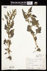 Chenopodium rubrum image