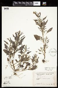 Chenopodium rubrum image