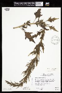 Chenopodium rubrum image