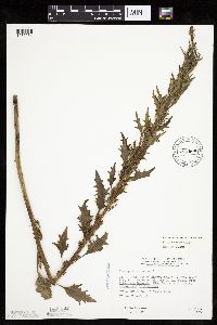 Chenopodium rubrum image