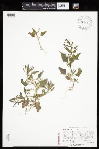 Chenopodium rubrum image