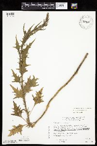 Chenopodium rubrum image