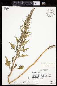 Chenopodium rubrum image