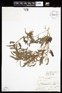 Chenopodium rubrum image