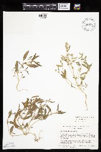 Chenopodium rubrum image