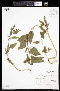 Chenopodium rubrum image