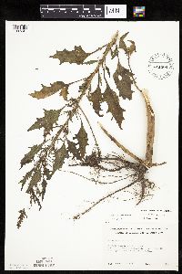 Chenopodium rubrum image