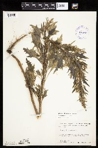 Chenopodium rubrum image