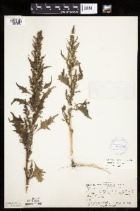 Chenopodium rubrum image