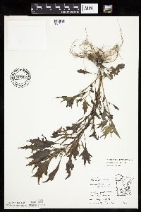 Chenopodium rubrum image