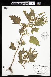 Chenopodium rubrum image