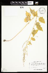 Chenopodium simplex image