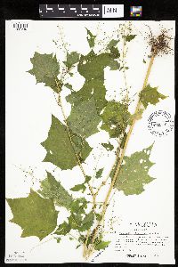 Chenopodium simplex image