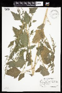 Chenopodium simplex image