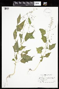 Chenopodium simplex image