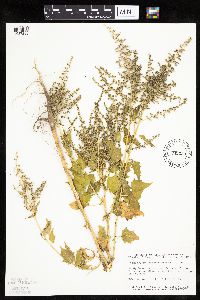 Chenopodium simplex image