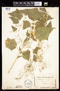 Chenopodium simplex image