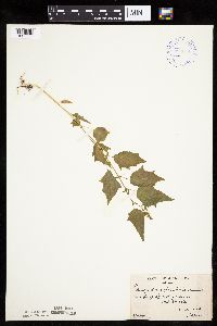 Chenopodium simplex image